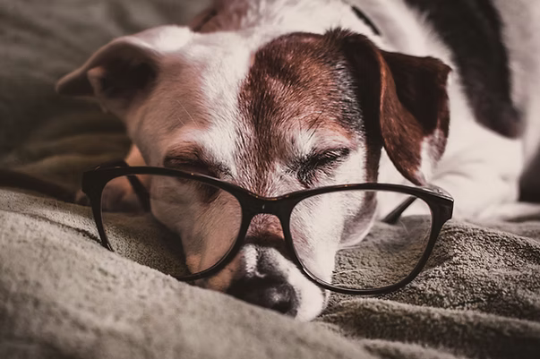 Quick Tips on Caring for Your First Senior Pet