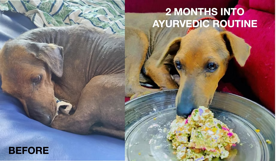 Treating Megacolon the Ayurvedic Way