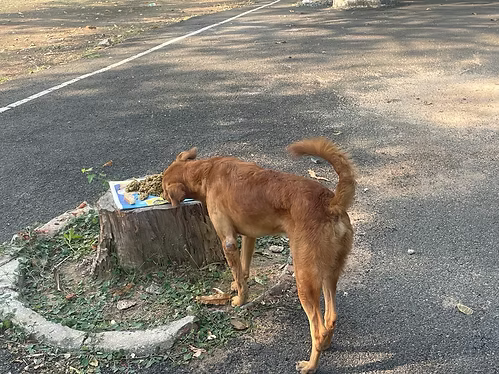 Feeding Street Dogs