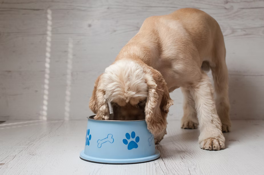 Why Your Dog Eats So Fast (and How to Help)
