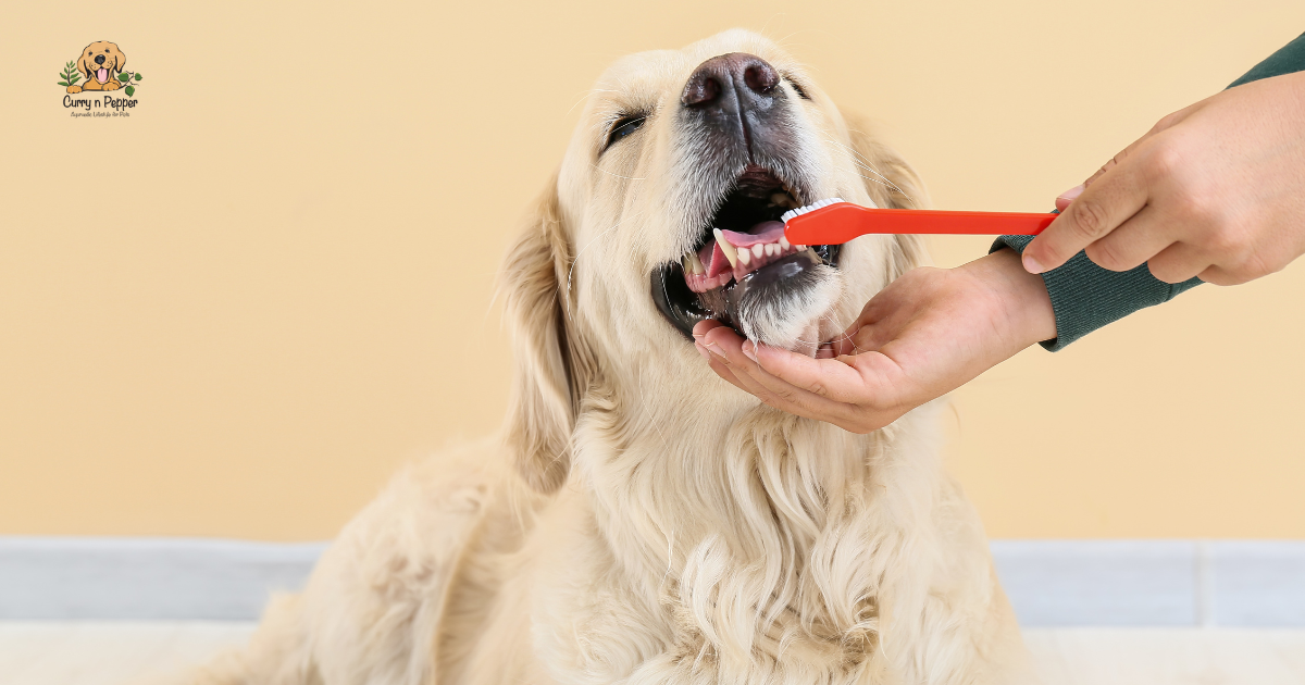 Holistic Dog Dental Hygiene: A Practical Guide to a Healthier Mouth