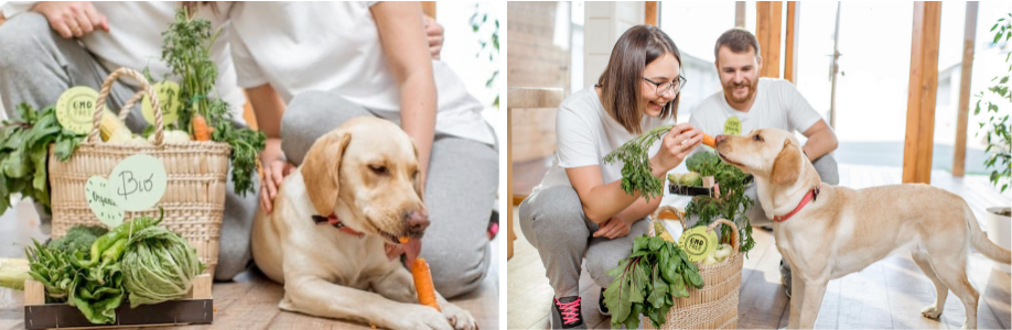 3 Ways to Add  Positive Life Energy (Prana) in your Dog’s Bowl!