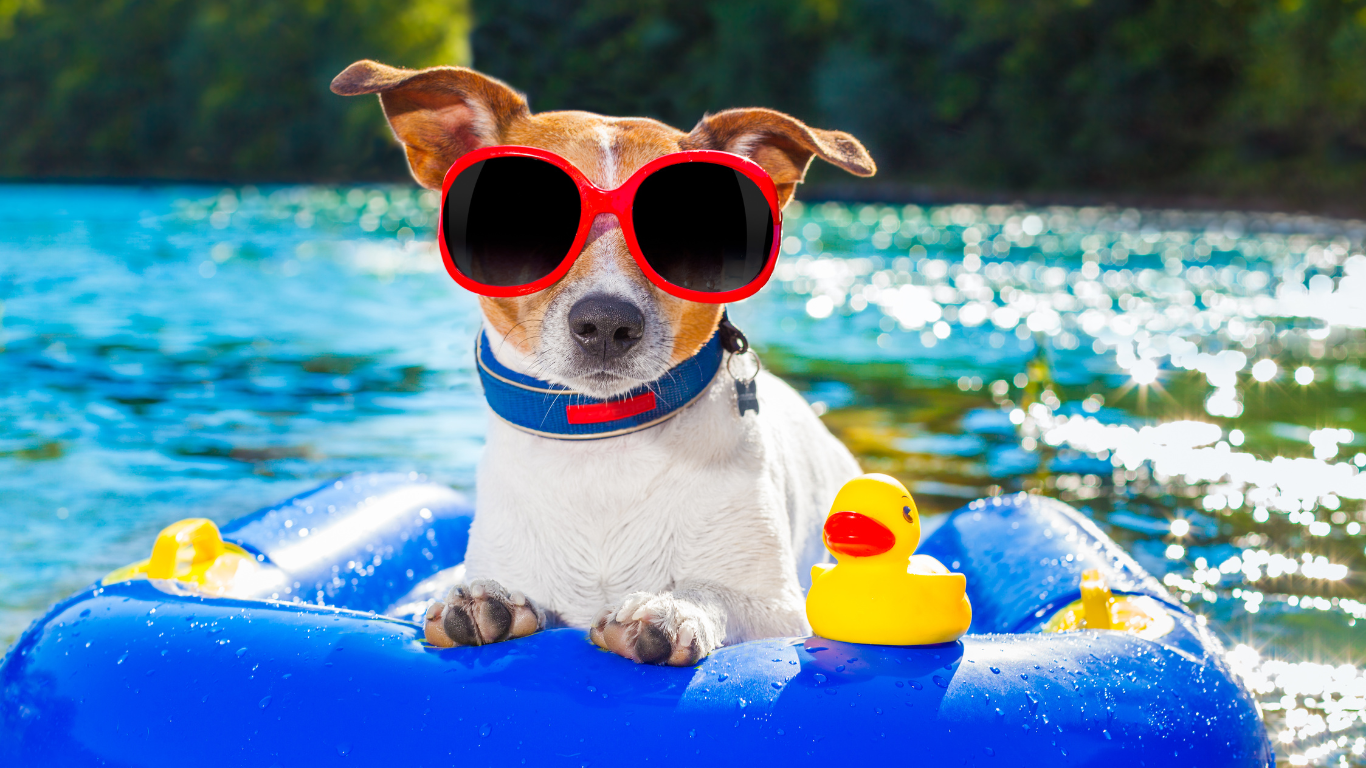 Beat the Heat: Keeping Your Pup Cool with Ayurveda