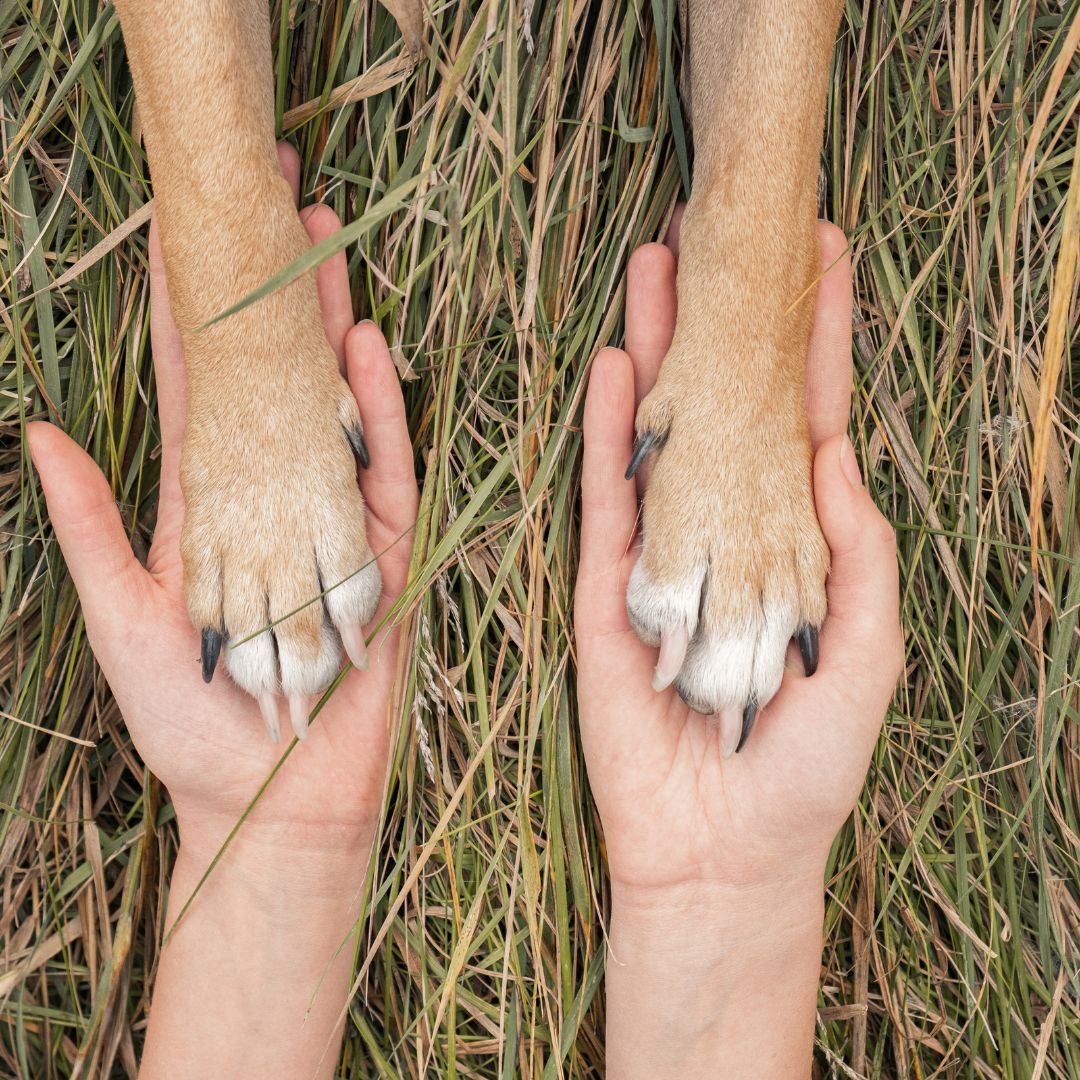 Unraveling the Genetic Link Between Anxiety and Social Behavior in Dogs