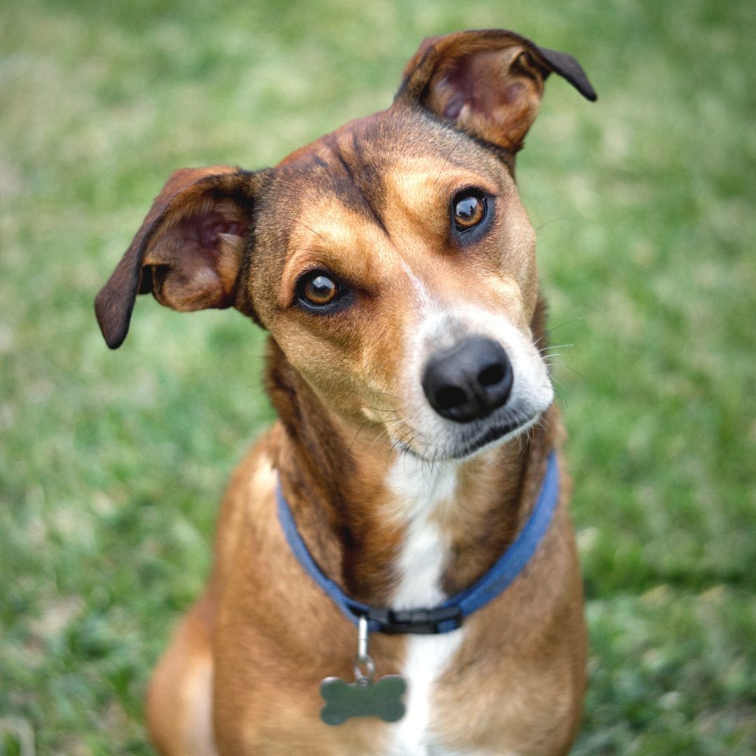 Maintaining Urinary Health in Dogs