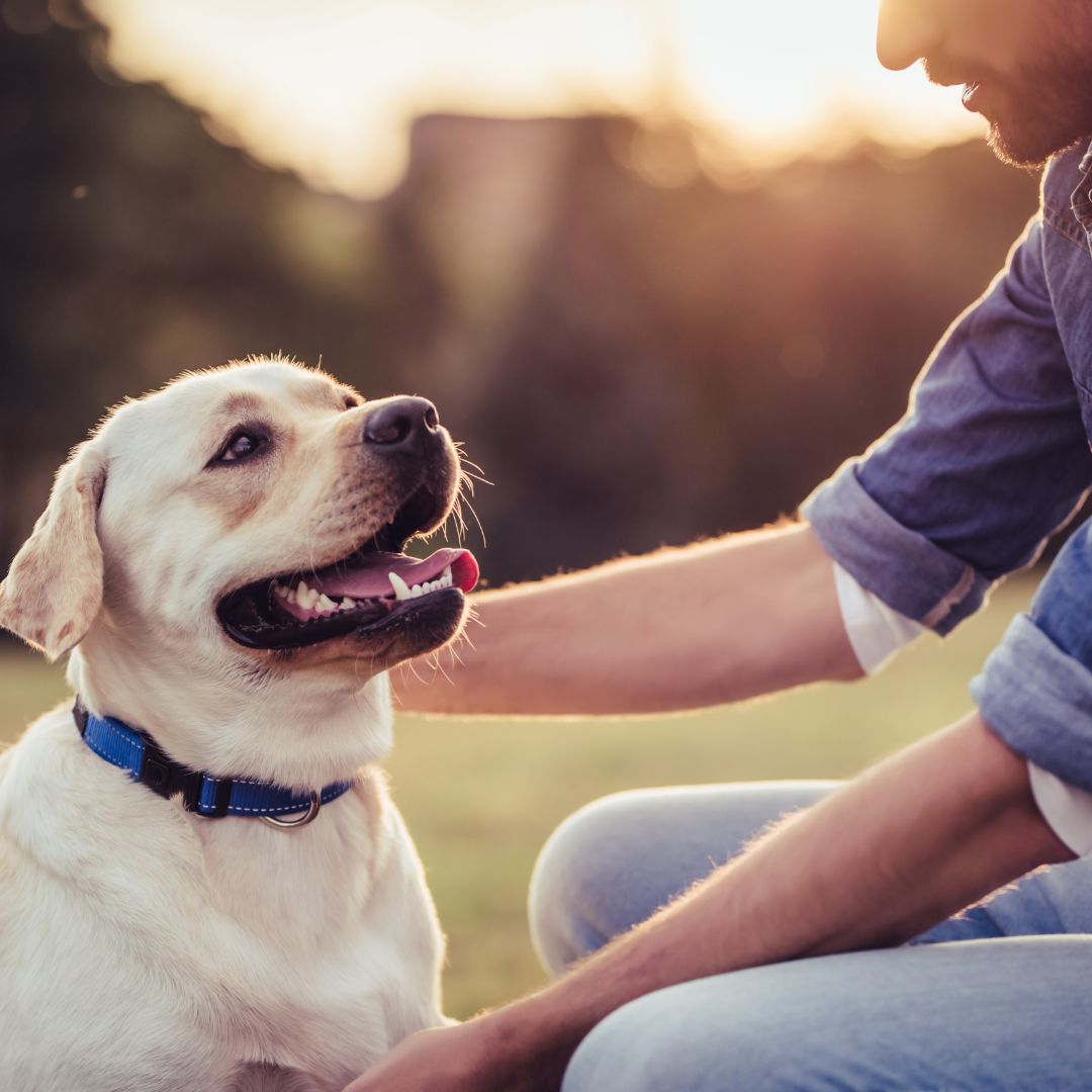 What is Ayurveda for Pets?