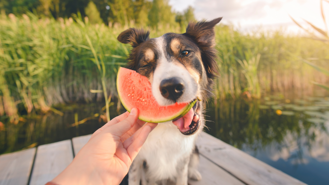 A Milestone in Ethical Pet Nutrition